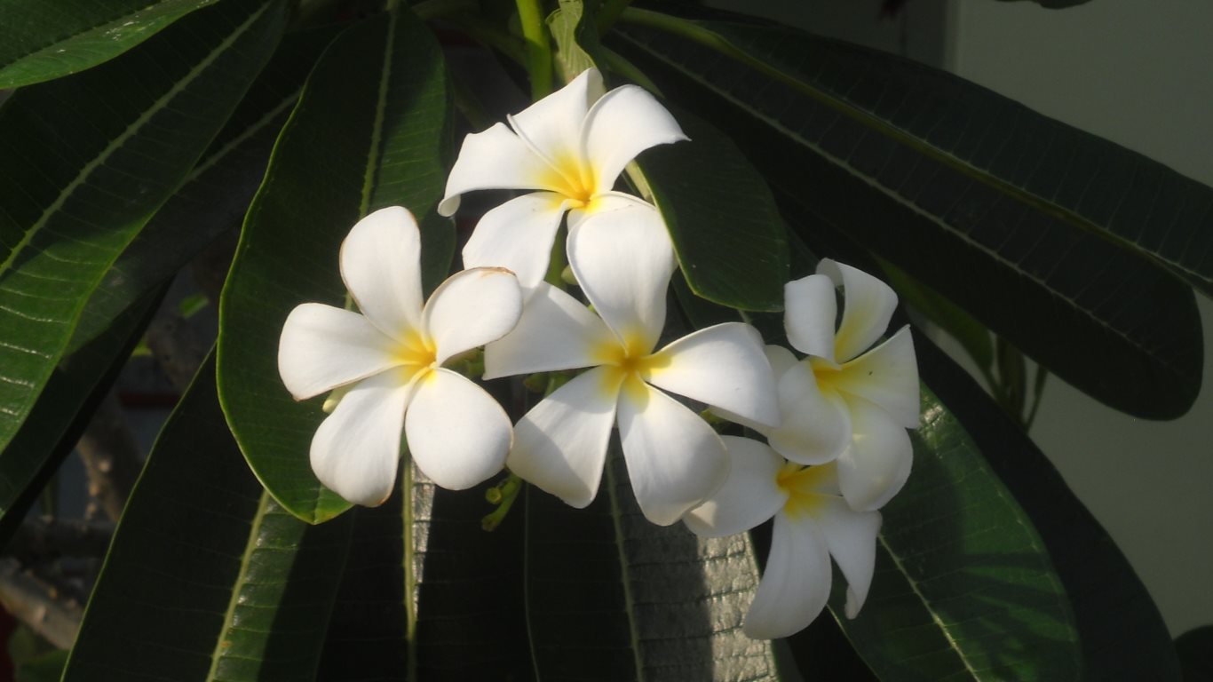 36_white frangipani_circular road_san fernando_trinidad_20100226_DSCN2117C_tobagojo@gmail.com_1366w_768h